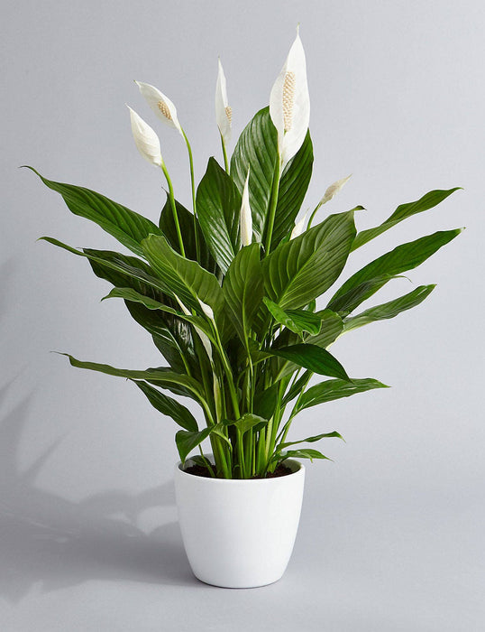 Spath/ Peace Lily