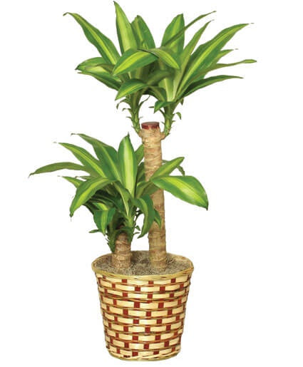 Corn Plant / Dracaena - Basket Plant